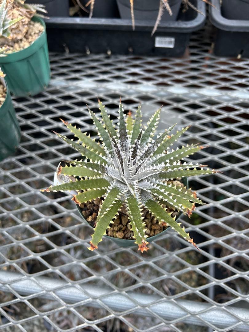 DBディッキア Arizona x BS hybrid small #103 ⑶