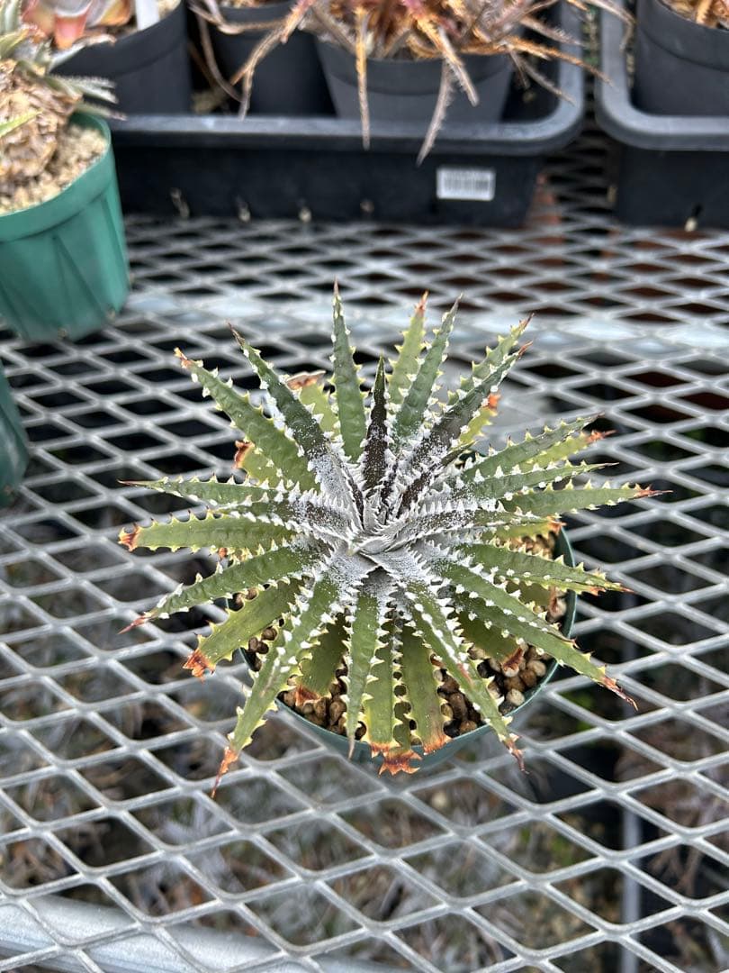 DBディッキア Arizona x BS hybrid small #103 ⑶