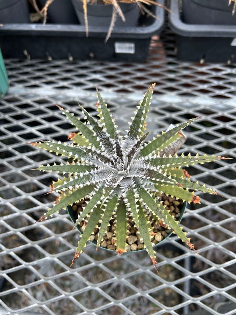 DBディッキア Arizona x BS hybrid small #103 ⑶