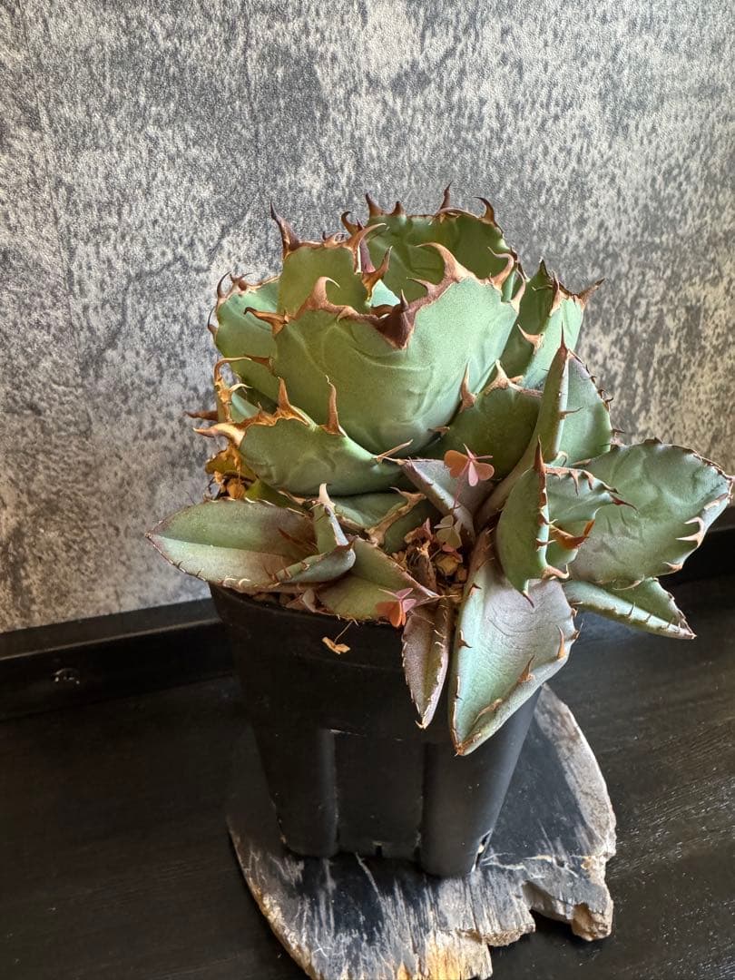 アガベチタノタ群生親株出品✨【子株4個付き】