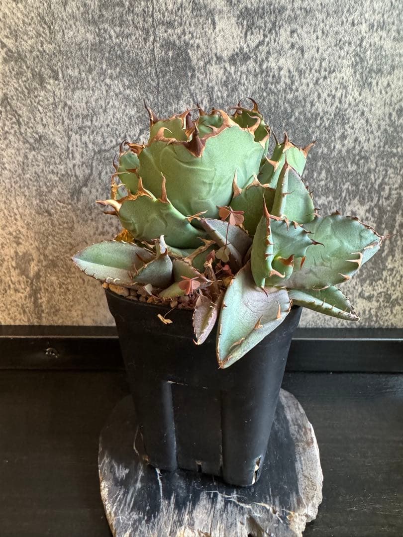 アガベチタノタ群生親株出品✨【子株4個付き】