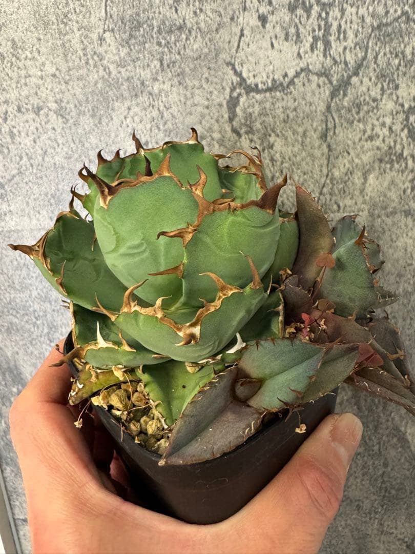 アガベチタノタ群生親株出品✨【子株4個付き】