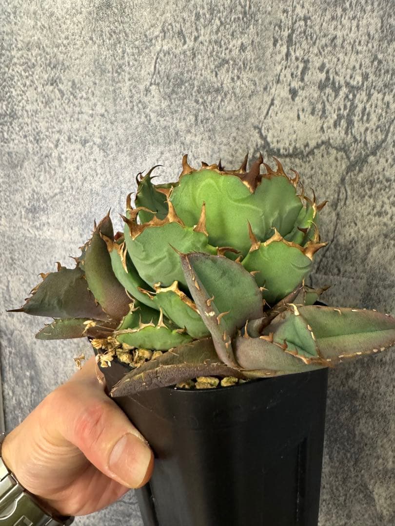 アガベチタノタ群生親株出品✨【子株4個付き】