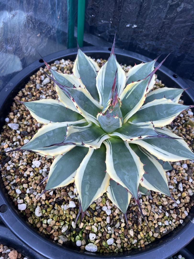 アガベ　クリームスパイク