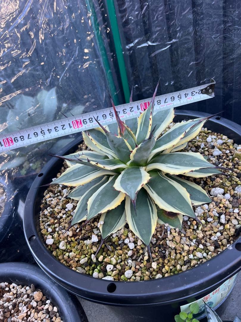 アガベ　クリームスパイク