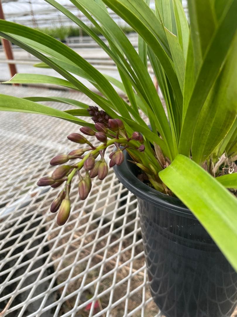 R8年キンリョウヘン花芽4本#9