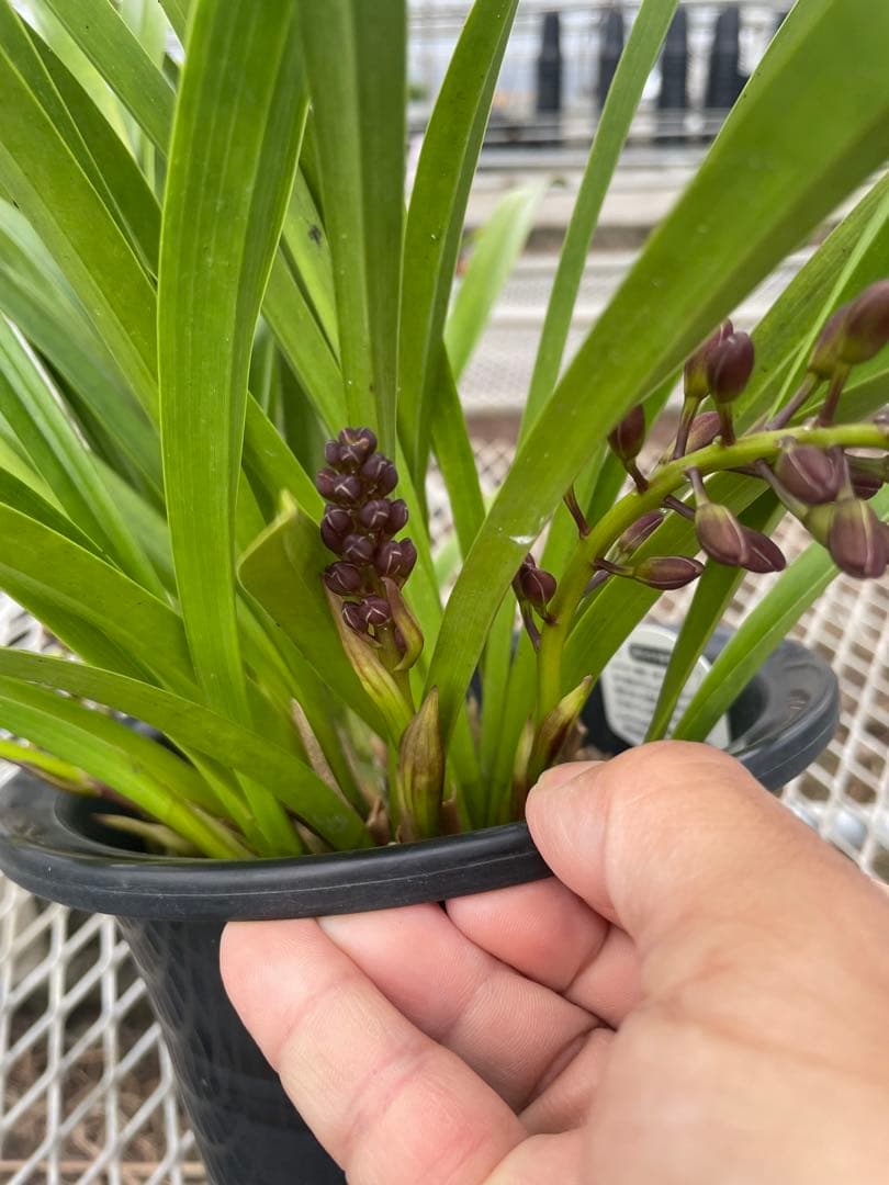 R8年キンリョウヘン花芽4本#9