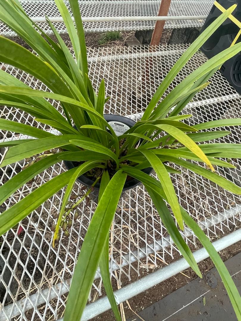 R8年キンリョウヘン花芽4本#9