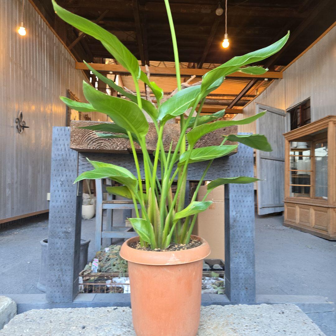 ③　ストレリチアオーガスタ　8号４株植え特大苗木最高等級極上品‼️