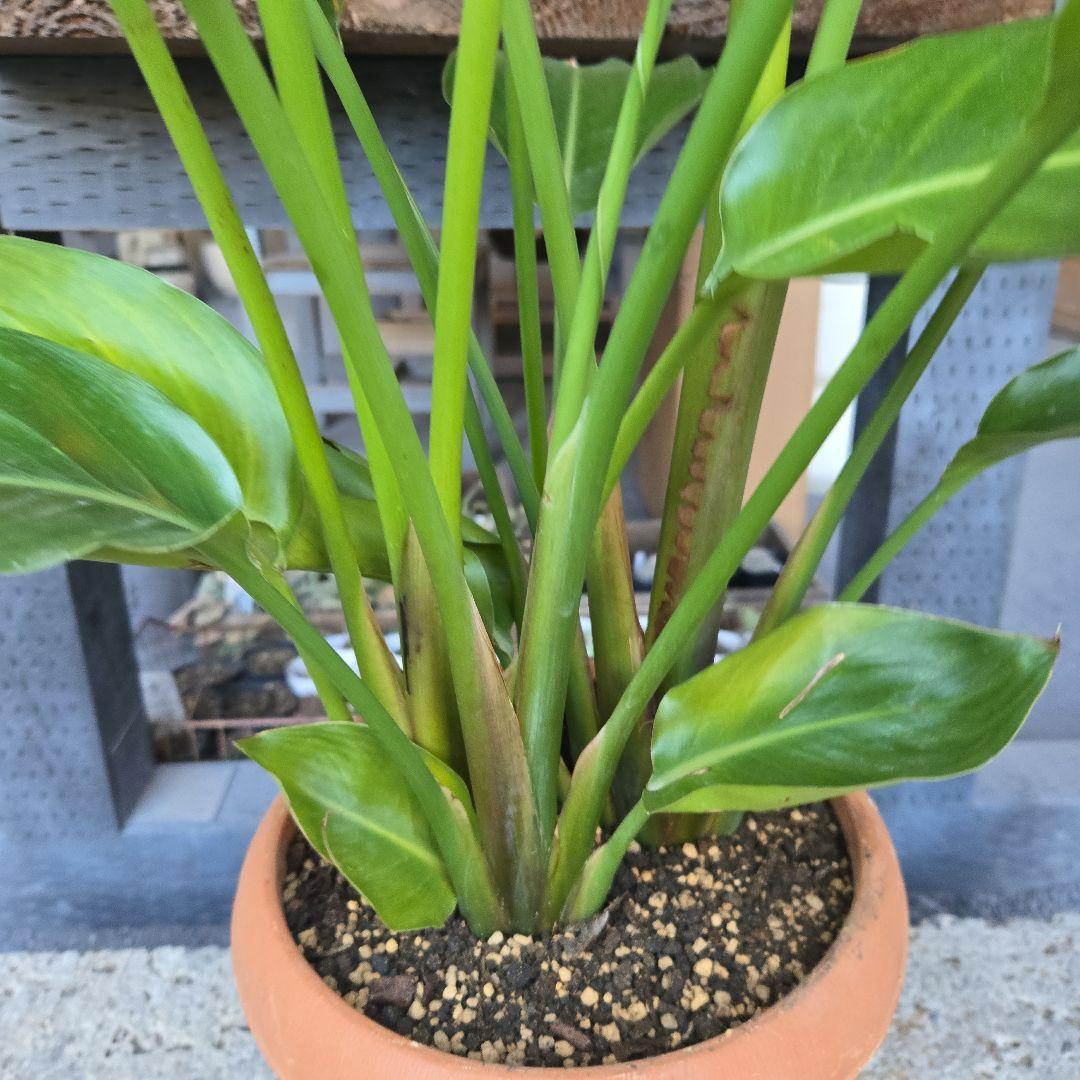 ③　ストレリチアオーガスタ　8号４株植え特大苗木最高等級極上品‼️