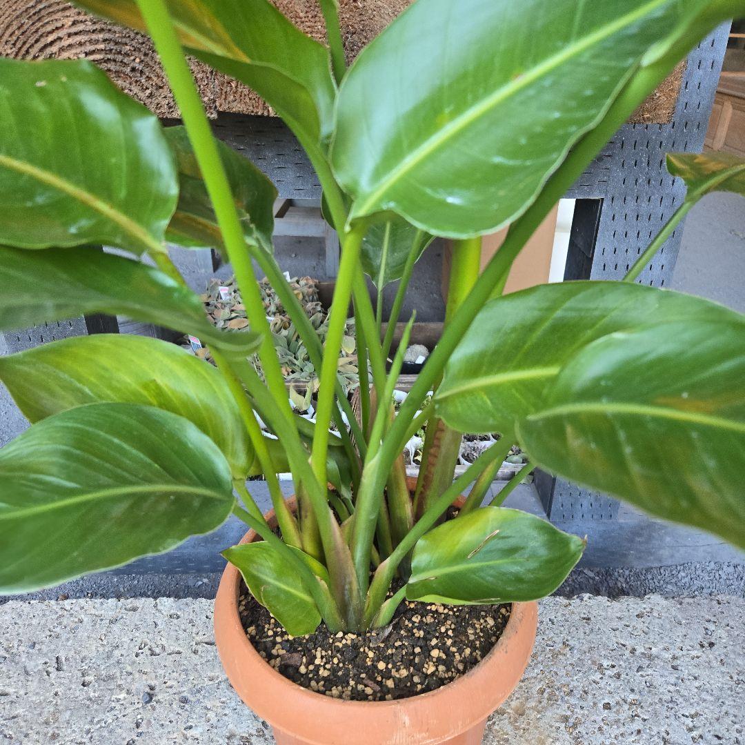 ③　ストレリチアオーガスタ　8号４株植え特大苗木最高等級極上品‼️