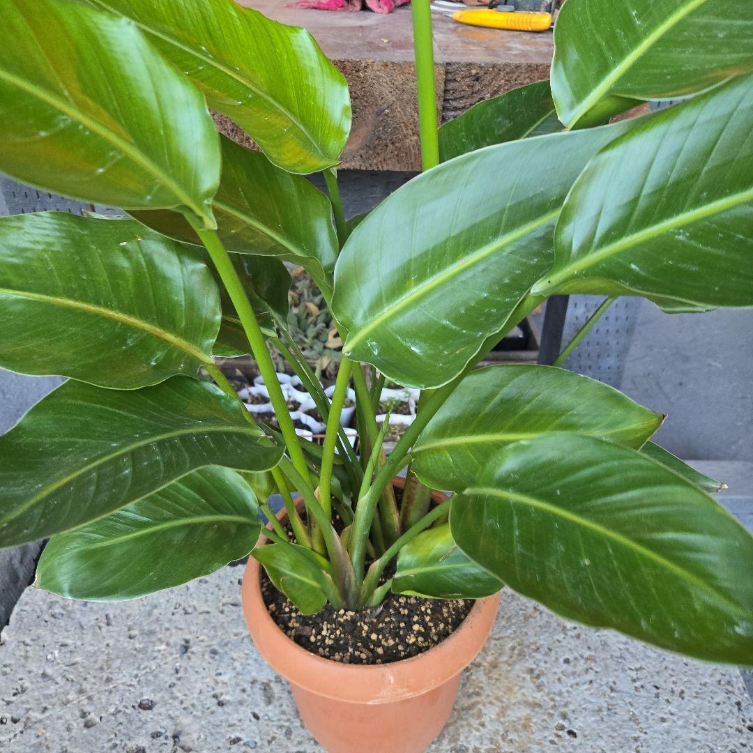 ③　ストレリチアオーガスタ　8号４株植え特大苗木最高等級極上品‼️