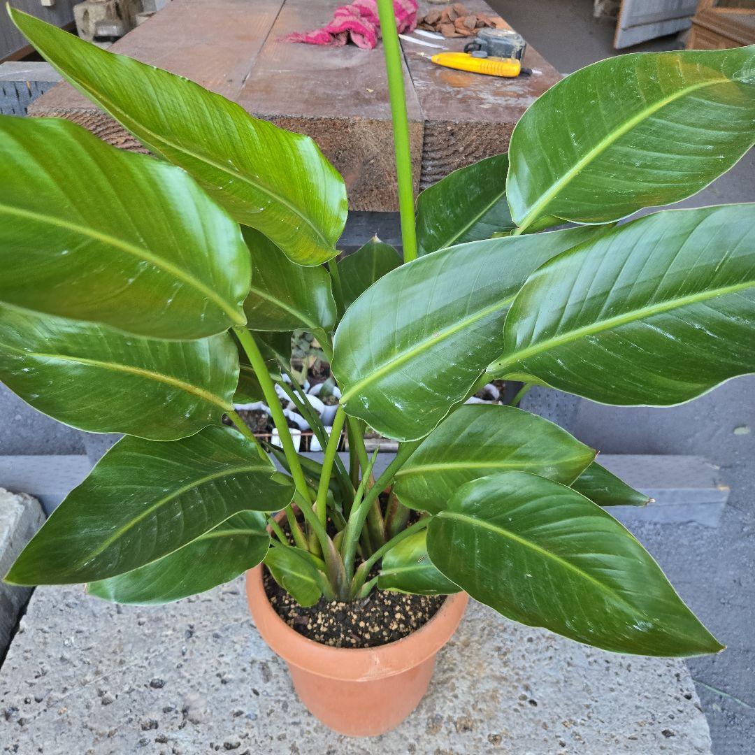 ③　ストレリチアオーガスタ　8号４株植え特大苗木最高等級極上品‼️