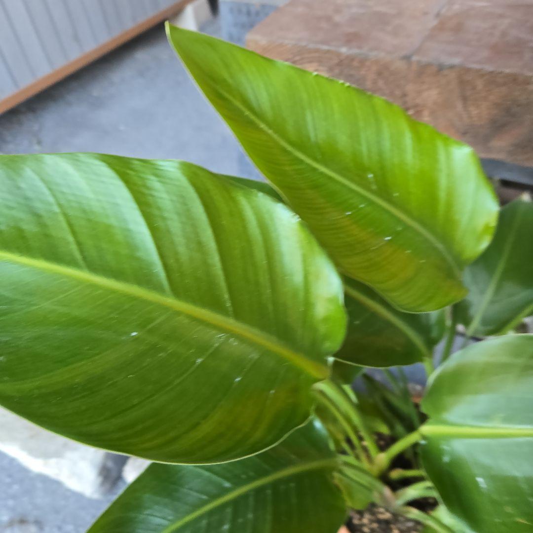 ③　ストレリチアオーガスタ　8号４株植え特大苗木最高等級極上品‼️