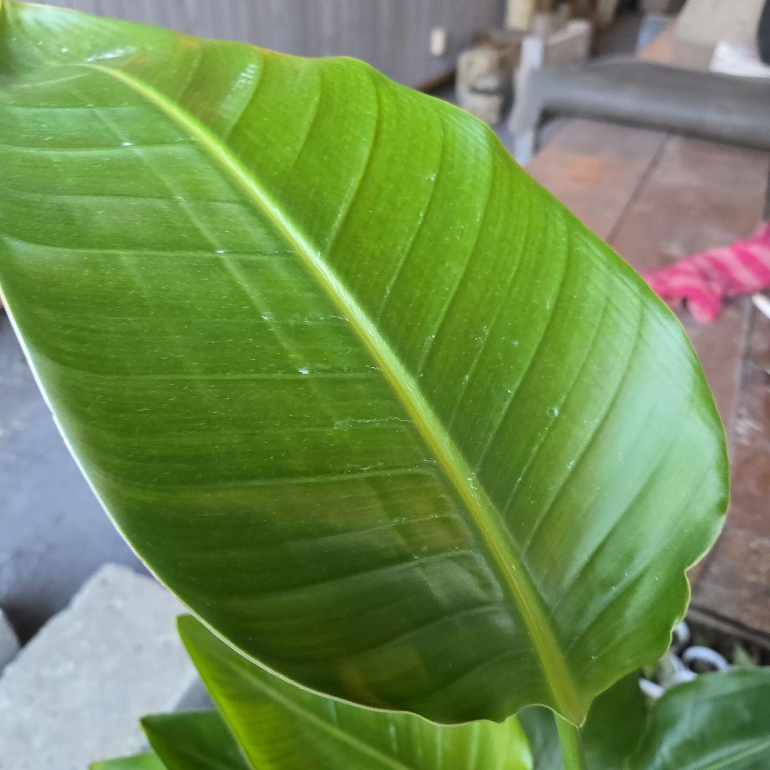 ③　ストレリチアオーガスタ　8号４株植え特大苗木最高等級極上品‼️