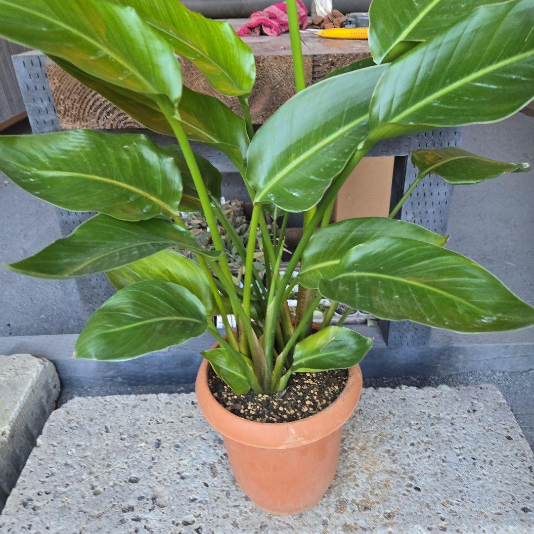 ③　ストレリチアオーガスタ　8号４株植え特大苗木最高等級極上品‼️