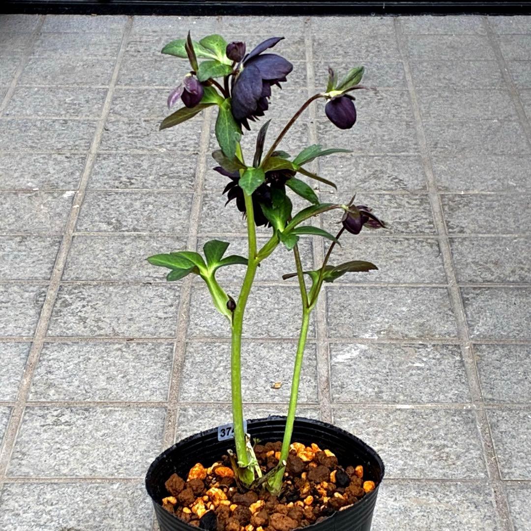 3743⭐️黒⭐️小輪⭐️コロコロ⭐️艶ピコ⭐️艶ベイン⭐️コンパクト⭐️樋口さん⭐️