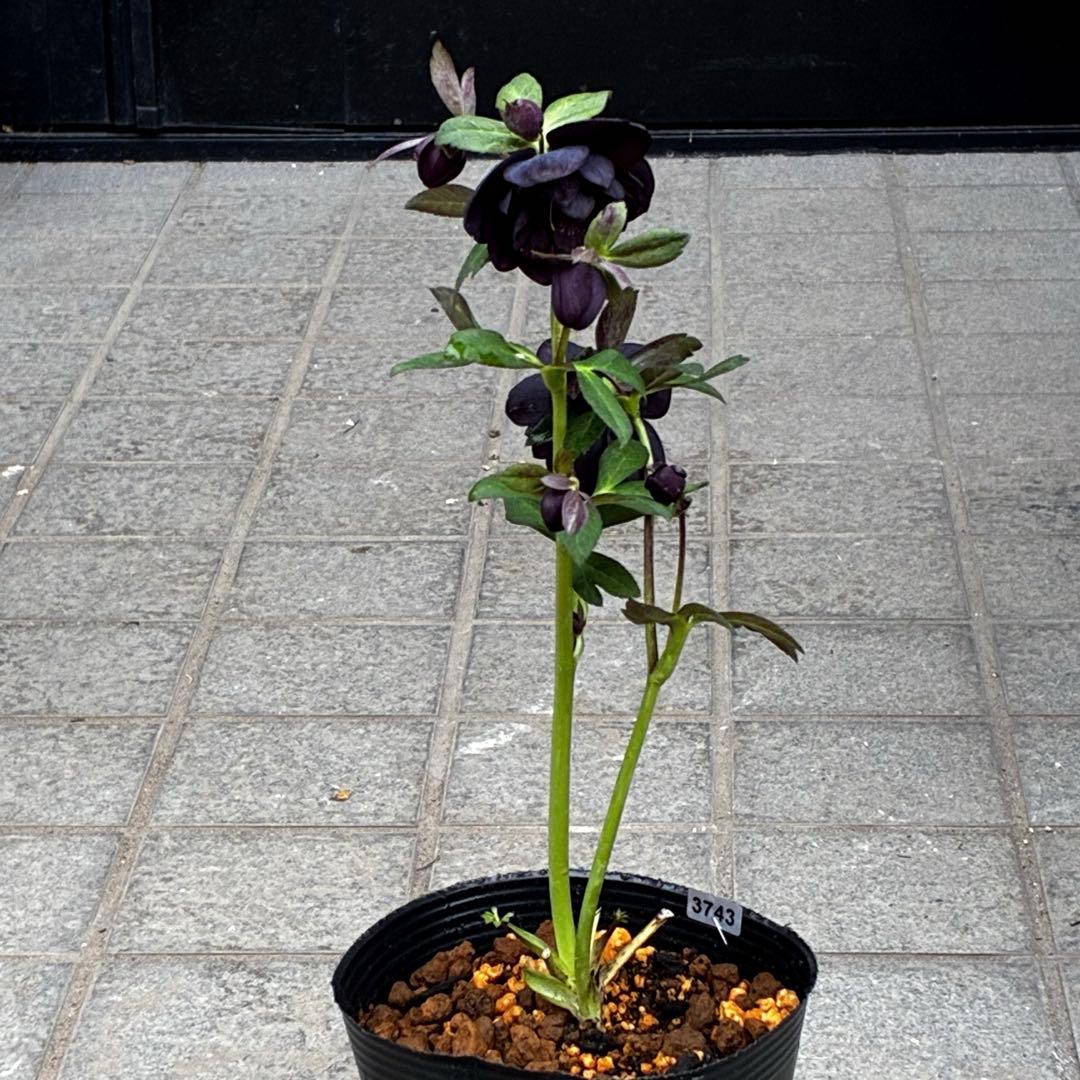 3743⭐️黒⭐️小輪⭐️コロコロ⭐️艶ピコ⭐️艶ベイン⭐️コンパクト⭐️樋口さん⭐️