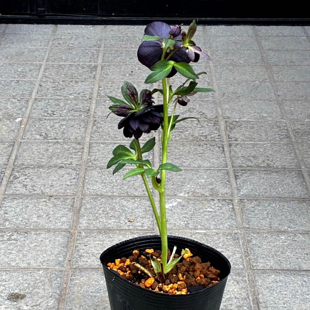 3743⭐️黒⭐️小輪⭐️コロコロ⭐️艶ピコ⭐️艶ベイン⭐️コンパクト⭐️樋口さん⭐️