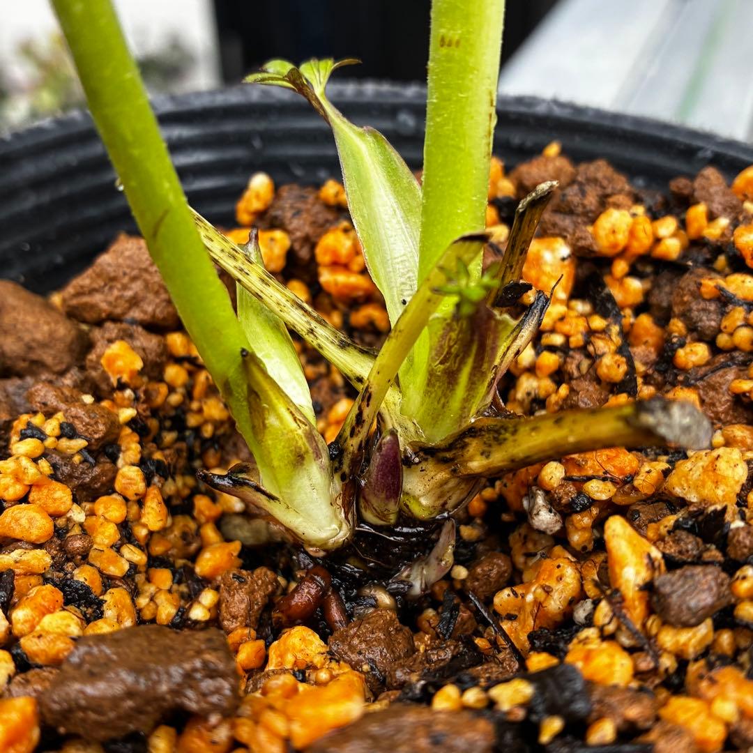 3743⭐️黒⭐️小輪⭐️コロコロ⭐️艶ピコ⭐️艶ベイン⭐️コンパクト⭐️樋口さん⭐️