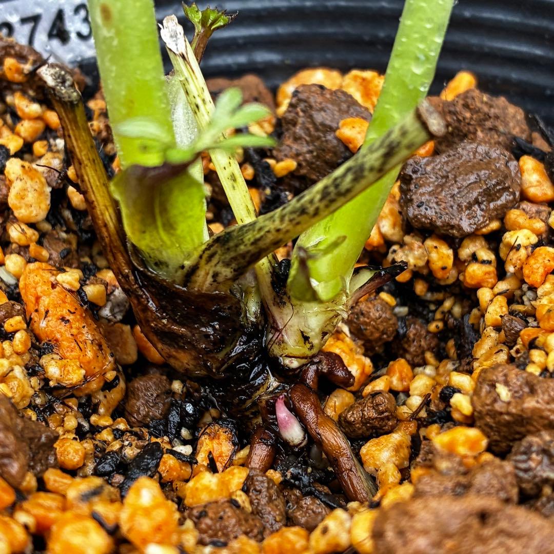 3743⭐️黒⭐️小輪⭐️コロコロ⭐️艶ピコ⭐️艶ベイン⭐️コンパクト⭐️樋口さん⭐️