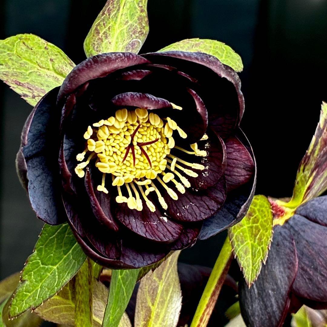 3743⭐️黒⭐️小輪⭐️コロコロ⭐️艶ピコ⭐️艶ベイン⭐️コンパクト⭐️樋口さん⭐️