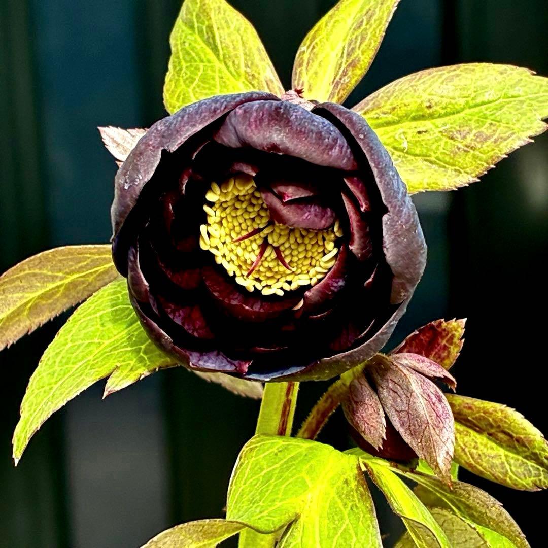 3743⭐️黒⭐️小輪⭐️コロコロ⭐️艶ピコ⭐️艶ベイン⭐️コンパクト⭐️樋口さん⭐️