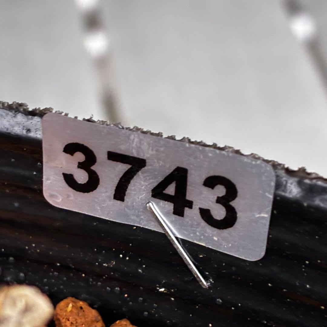 3743⭐️黒⭐️小輪⭐️コロコロ⭐️艶ピコ⭐️艶ベイン⭐️コンパクト⭐️樋口さん⭐️