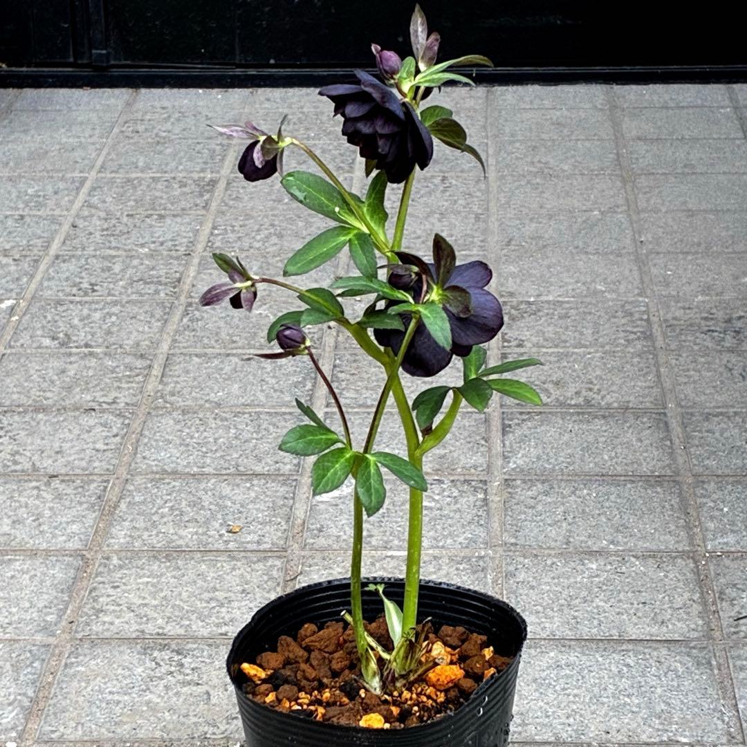 3743⭐️黒⭐️小輪⭐️コロコロ⭐️艶ピコ⭐️艶ベイン⭐️コンパクト⭐️樋口さん⭐️