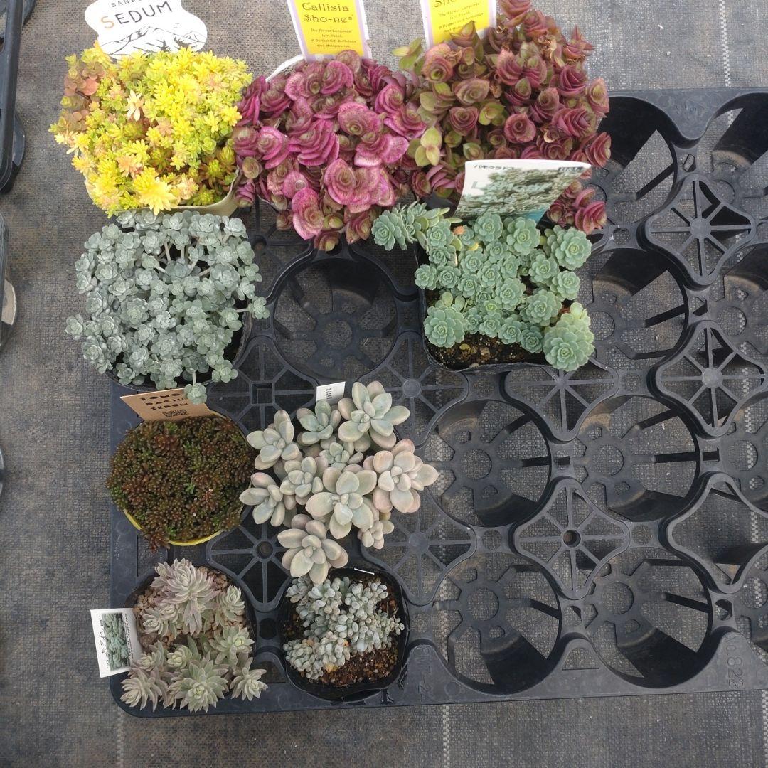 追加あり追加検討中 さっちゃんさん専用