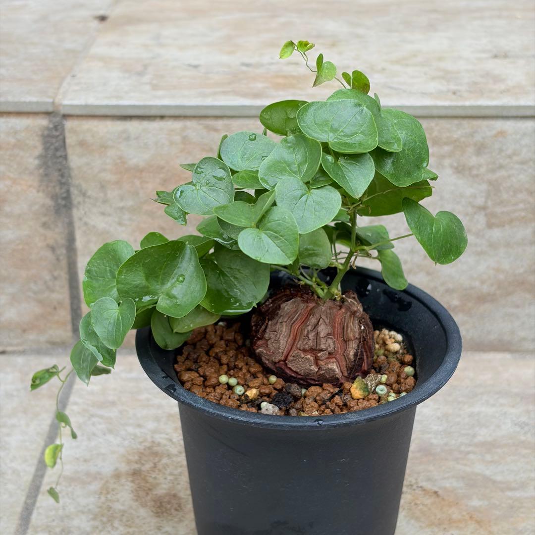 亀甲竜　約4号鉢　No.015　鉢、送料込　メルカリ便