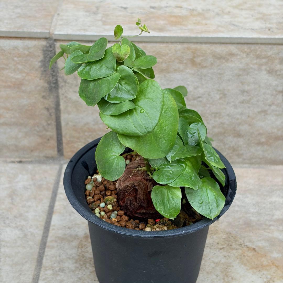 亀甲竜　約4号鉢　No.015　鉢、送料込　メルカリ便