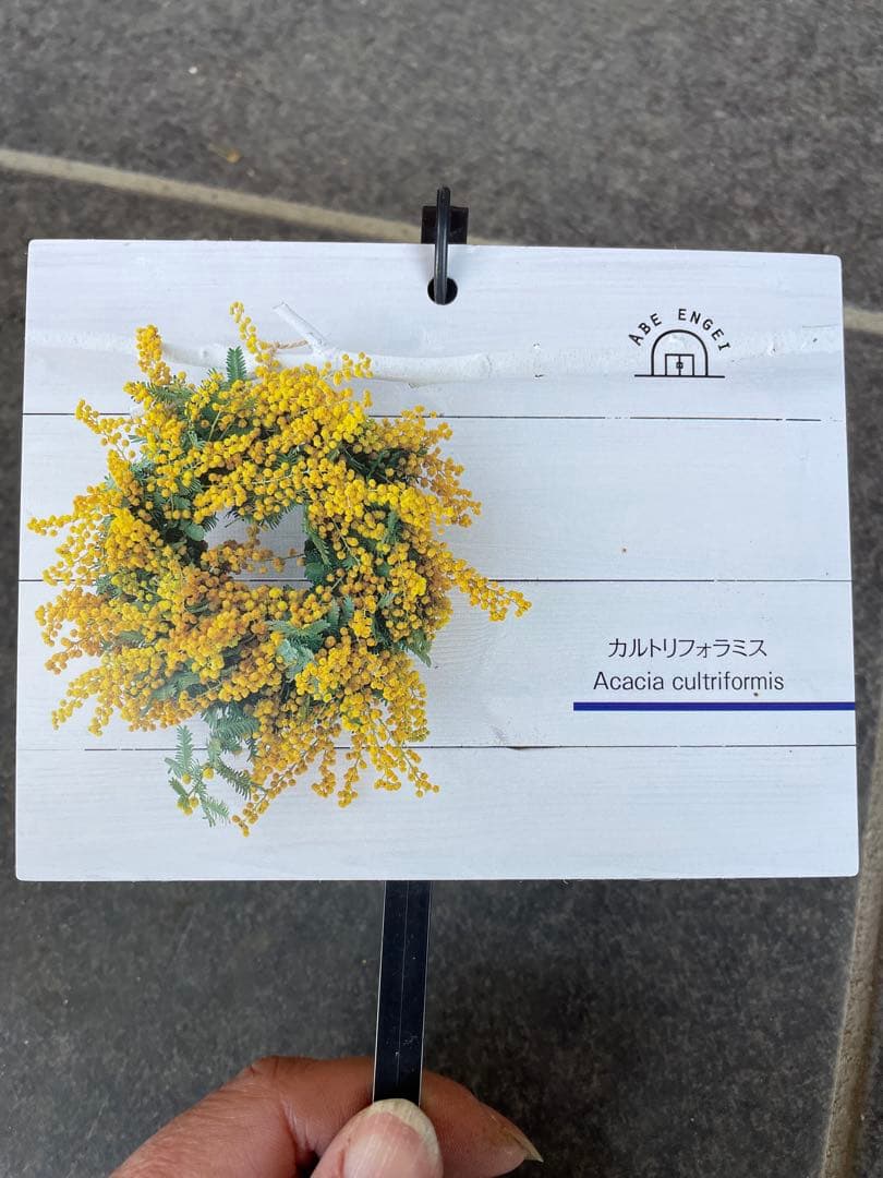 【花苗】三角葉アカシア　ツボミ沢山　6号大鉢　カルトリフォラミス