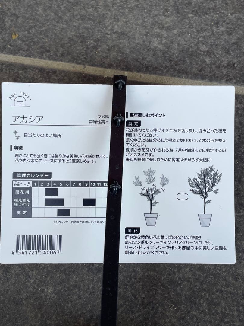 【花苗】三角葉アカシア　ツボミ沢山　6号大鉢　カルトリフォラミス