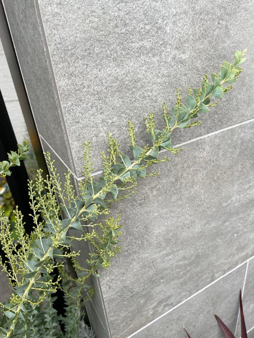 【花苗】三角葉アカシア　ツボミ沢山　6号大鉢　カルトリフォラミス