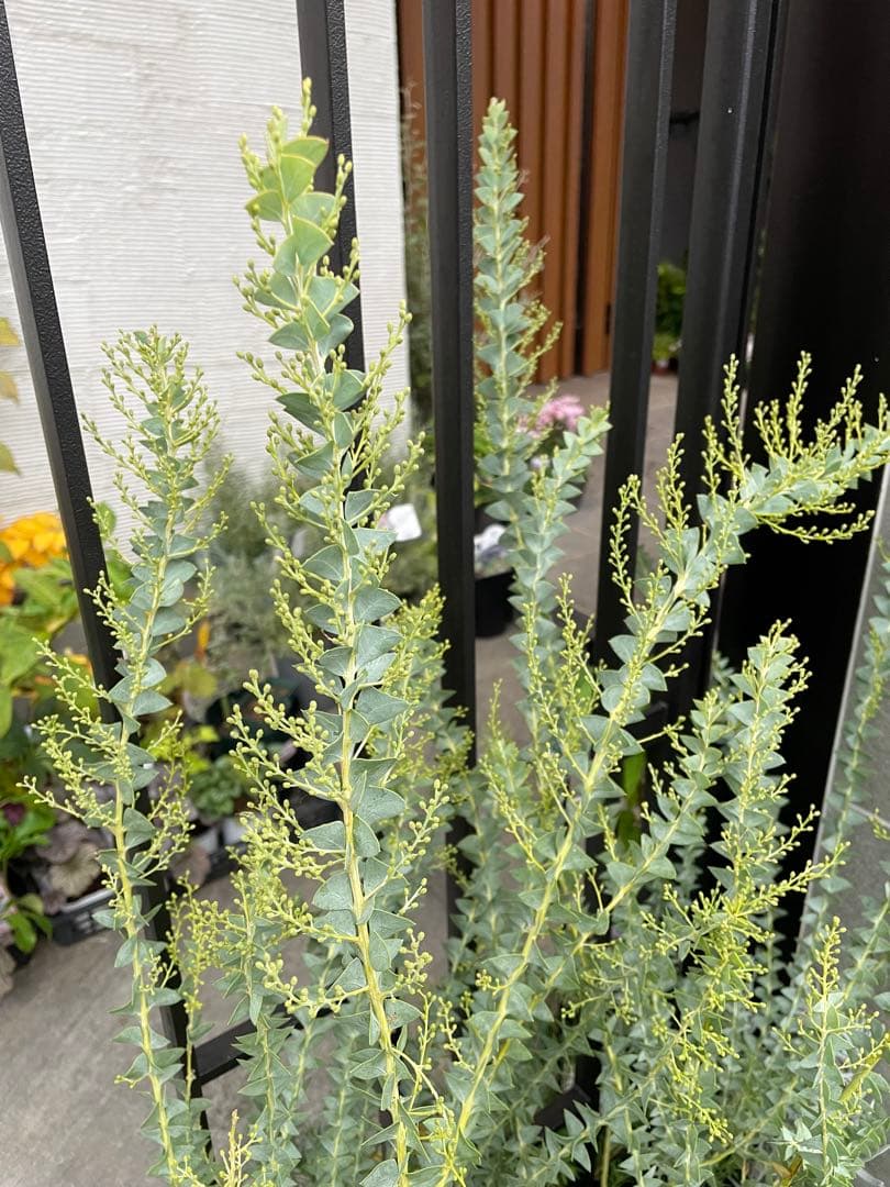 【花苗】三角葉アカシア　ツボミ沢山　6号大鉢　カルトリフォラミス