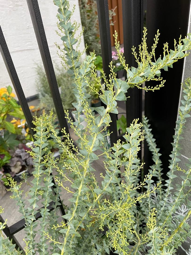 【花苗】三角葉アカシア　ツボミ沢山　6号大鉢　カルトリフォラミス