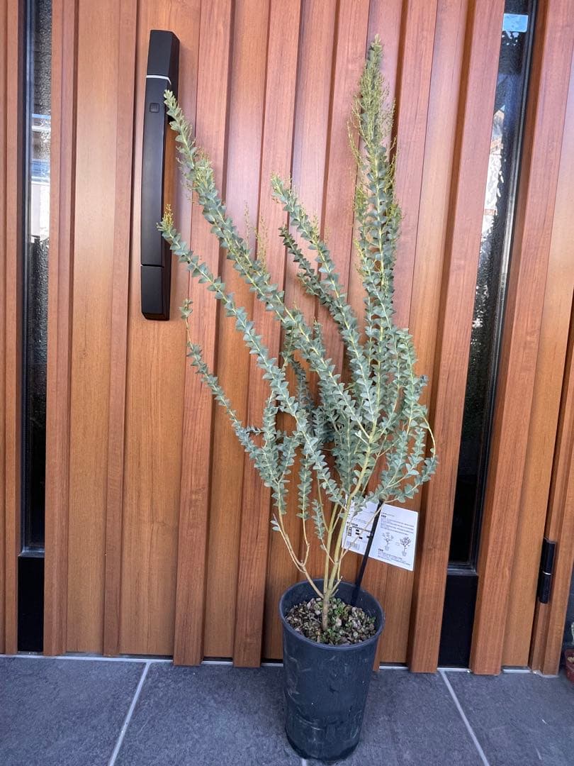 【花苗】三角葉アカシア　ツボミ沢山　6号大鉢　カルトリフォラミス