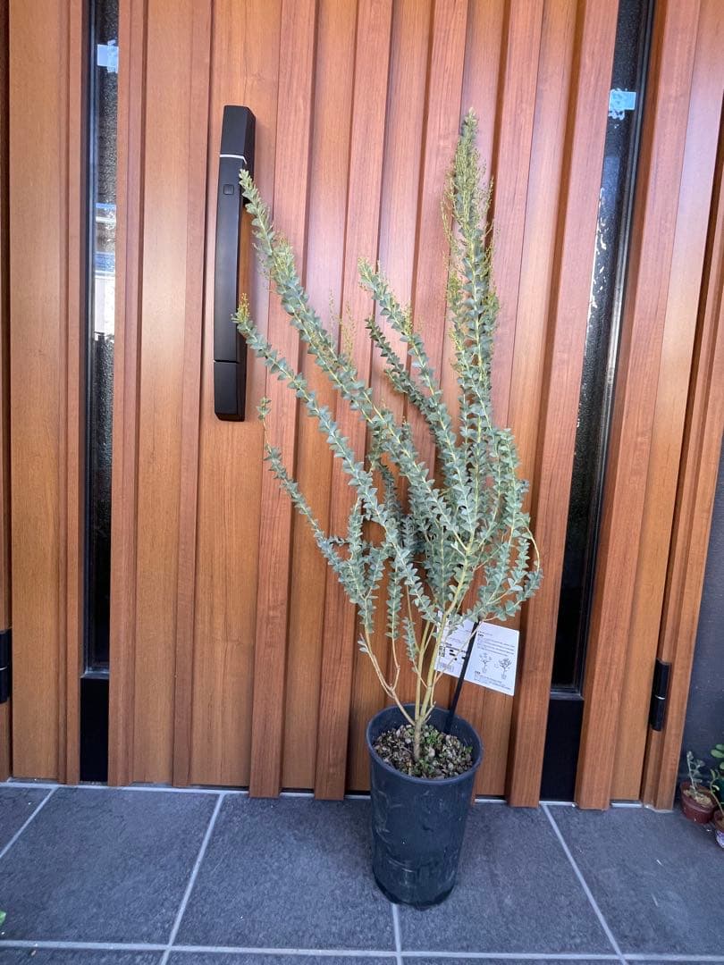 【花苗】三角葉アカシア　ツボミ沢山　6号大鉢　カルトリフォラミス