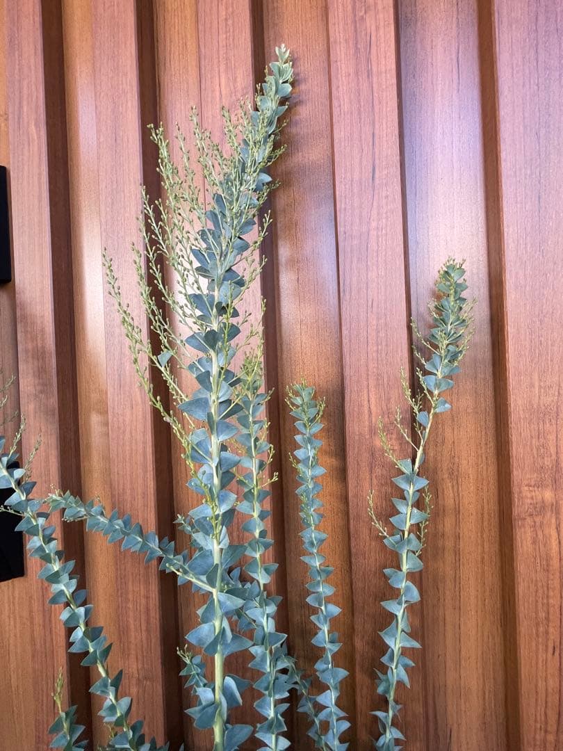 【花苗】三角葉アカシア　ツボミ沢山　6号大鉢　カルトリフォラミス