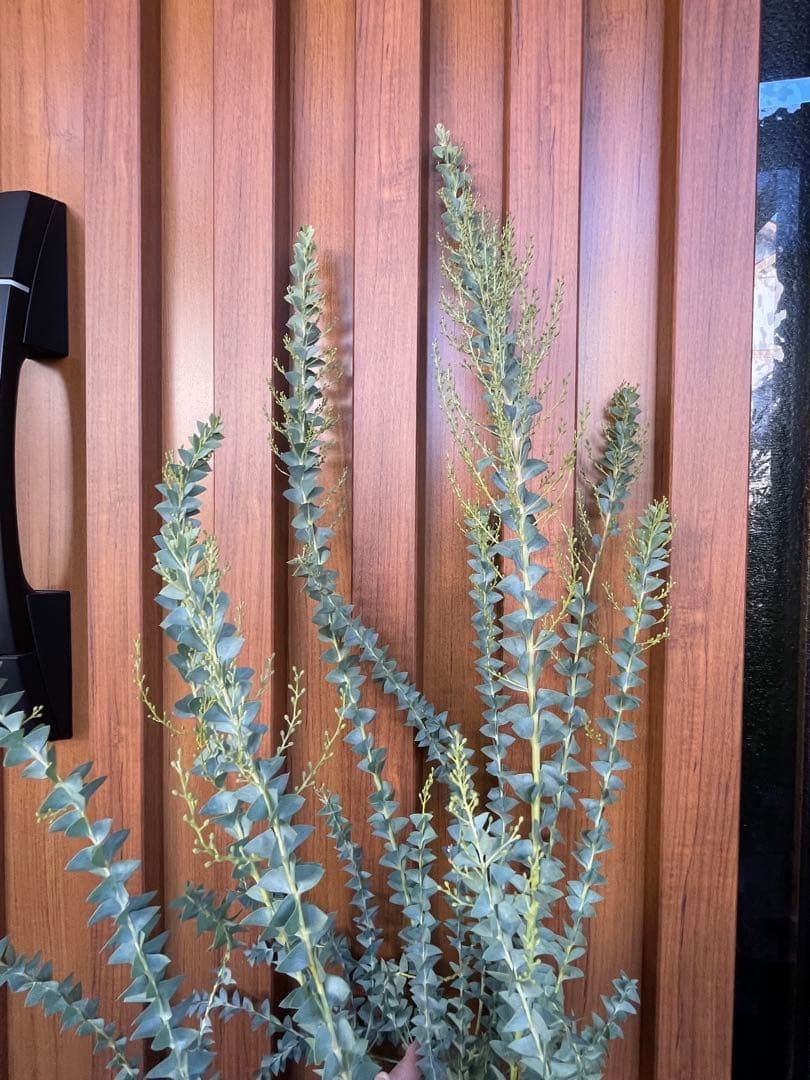 【花苗】三角葉アカシア　ツボミ沢山　6号大鉢　カルトリフォラミス