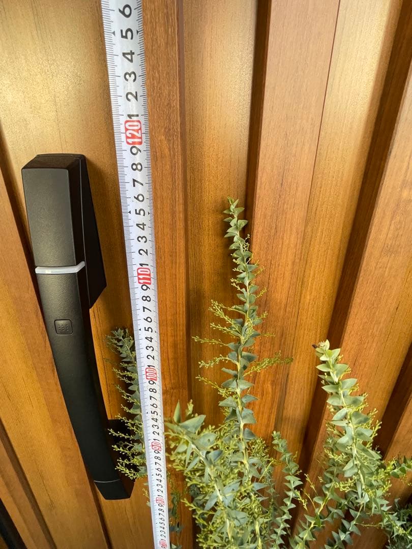 【花苗】三角葉アカシア　ツボミ沢山　6号大鉢　カルトリフォラミス