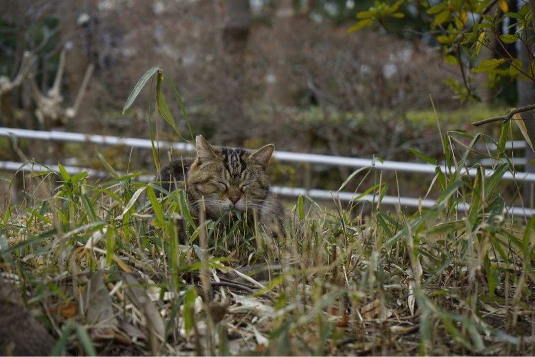 SONY α7R II + FE28-70 OSS 動作正常　純正バッテリー付