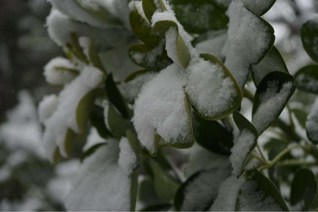 SONY α7R II + FE28-70 OSS 動作正常　純正バッテリー付