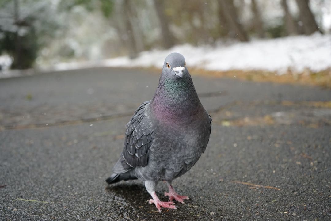 SONY α7R II + FE28-70 OSS 動作正常　純正バッテリー付