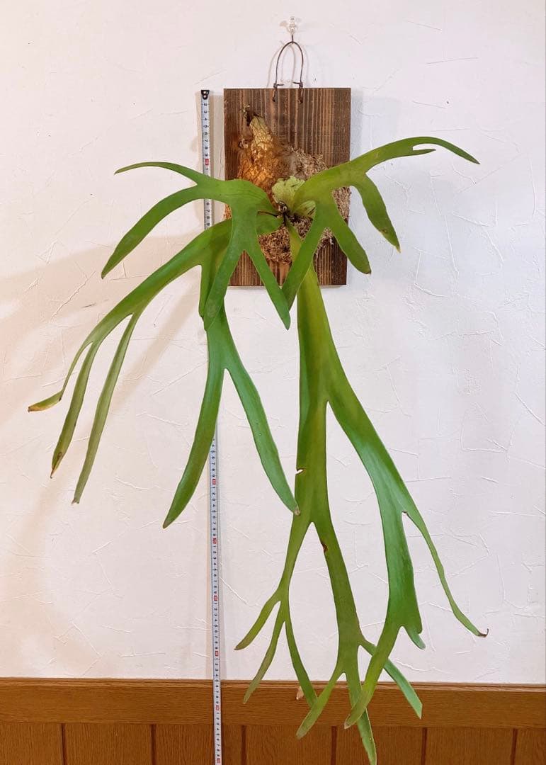 大株ビカクシダ　ウィリンキーwild\"east java\" コウモリラン