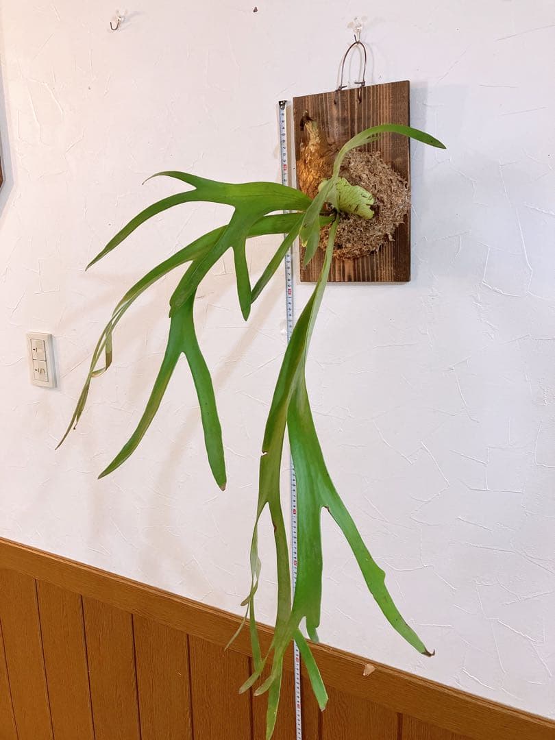 大株ビカクシダ　ウィリンキーwild\"east java\" コウモリラン