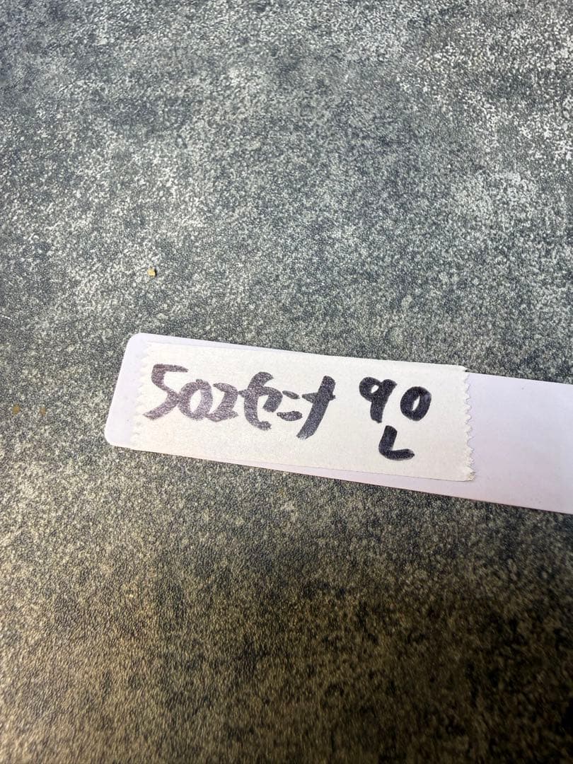 センナ メリディオナリス 海外実生 発根済み 502