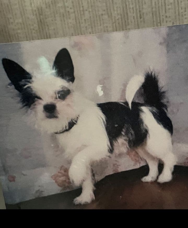 コクパーズ　羊毛フェルトオーダー