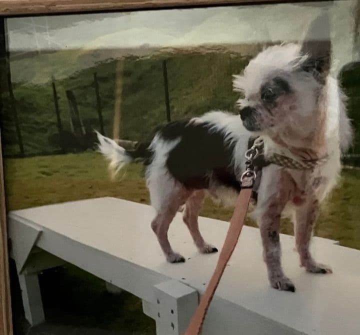 コクパーズ　羊毛フェルトオーダー